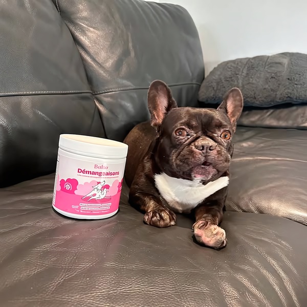A high-quality 1:1 image featuring a dog sitting next to a container of Balto skin and coat supplement on a dark leather couch.